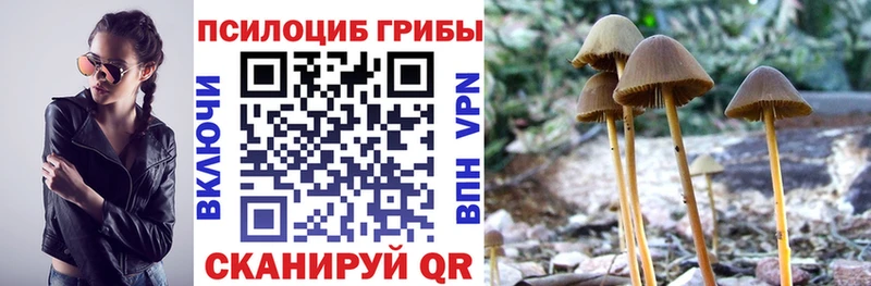 где купить наркотик  Гудермес  Псилоцибиновые грибы Cubensis 